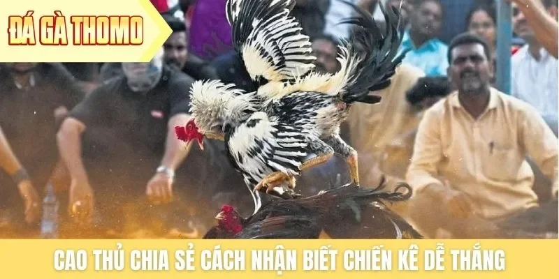 Cao thủ chia sẻ cách nhận biết chiến kê dễ thắng