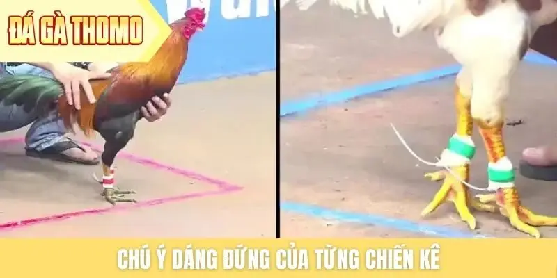 Chú ý dáng đứng của từng chiến kê Chú ý dáng đứng của từng chiến kê
