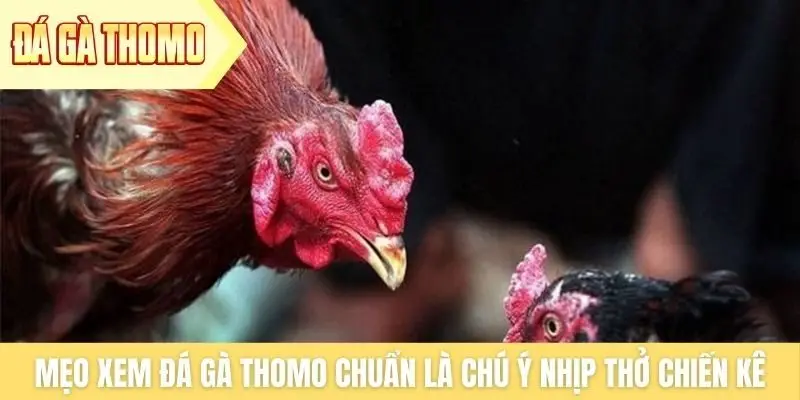 Mẹo xem đá gà Thomo chuẩn là chú ý nhịp thở chiến kê Mẹo xem đá gà Thomo chuẩn là chú ý nhịp thở chiến kê